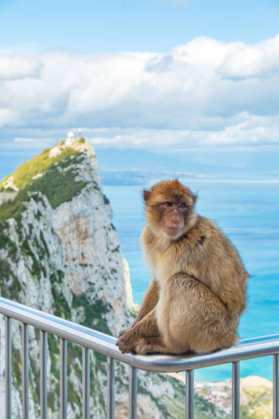 A Barbary Macaque at Rock of Gibraltar stock photo