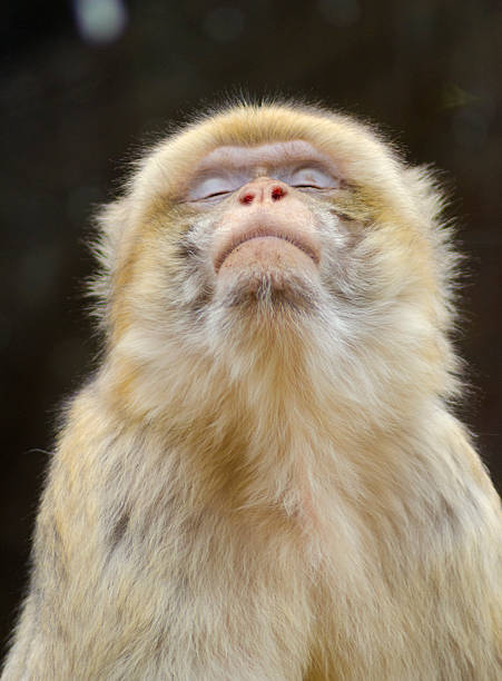 Barbary macaque stock photo