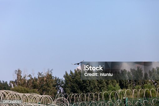 istock Barbed wire and birds around the airport 1391340540