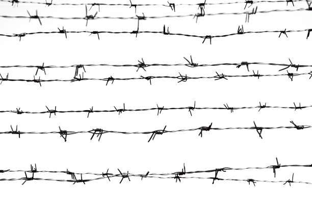 Barbed Wire Steel Barbed Wire on white background rusty fence stock pictures, royalty-free photos & images