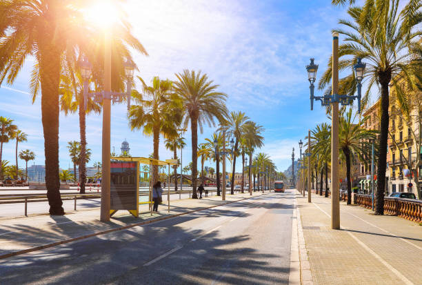 Barcelona, Spain. Road for public transport Barcelona, Spain. Road for public transport and alley of palm trees. Sunny summer day. Urban street landscape with bus station. barcelona spain stock pictures, royalty-free photos & images