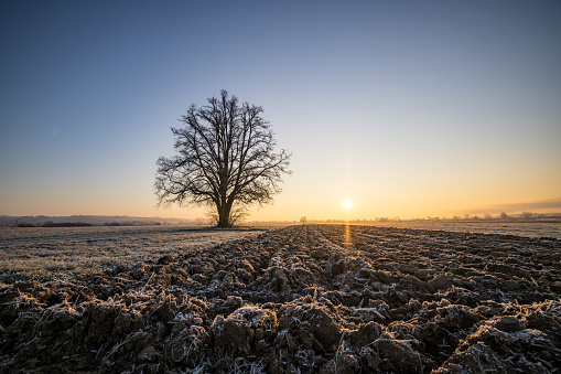 Single tree on plowed fields covered with snow against sky during sunrise