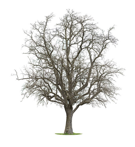 Bare Tree Bare tree isolated on a white background bare tree stock pictures, royalty-free photos & images