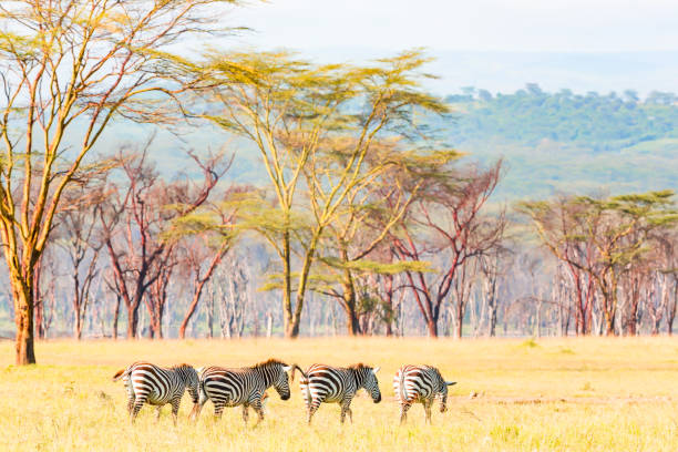 Bare Trees and Zebras at Lake Nakuru Wild Bare Trees and Zebras at Lake Nakuru Wild lake nakuru national park stock pictures, royalty-free photos & images