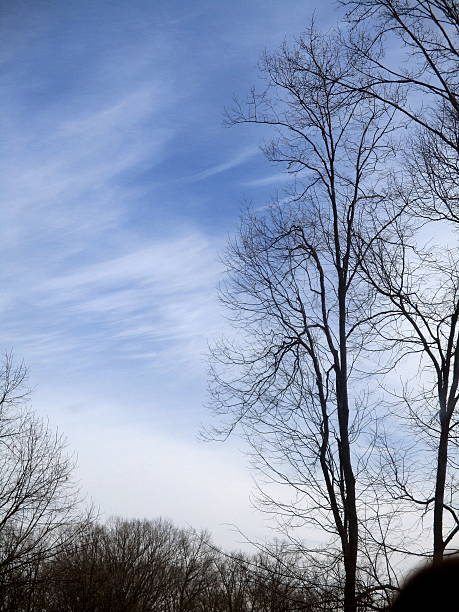 Bare Trees in Silhouette Against Blue Sky with Cirrus Clouds stock photo
