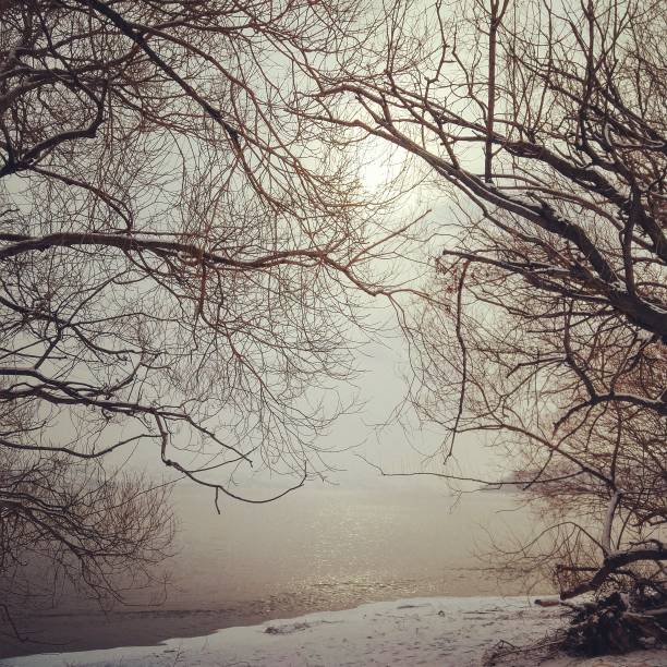 Bare trees in winter, foggy sunshine over a calm lake stock photo