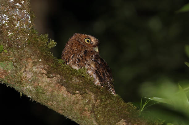 Bare-shanked Screech-owl stock photo