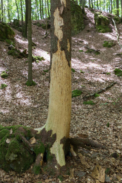 bark beetle attack dead tree killed by bark beetle attack ash borer stock pictures, royalty-free photos & images