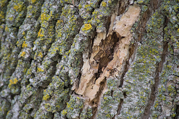 Bark damage on an ash tree, signs of bug damage Holes and bark damage on an ash tree, warning of illness, potential emerald ash borer damage ash borer stock pictures, royalty-free photos & images