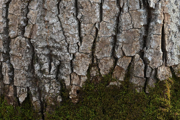 Bark meets moss stock photo