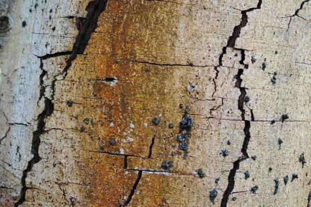Bark of a tree in Spring stock photo