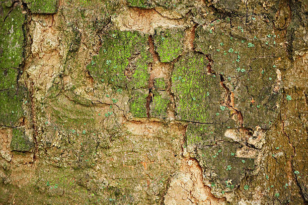 Bark of an old tree stock photo