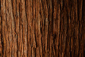 istock Bark of cedar tree texture background 161098323