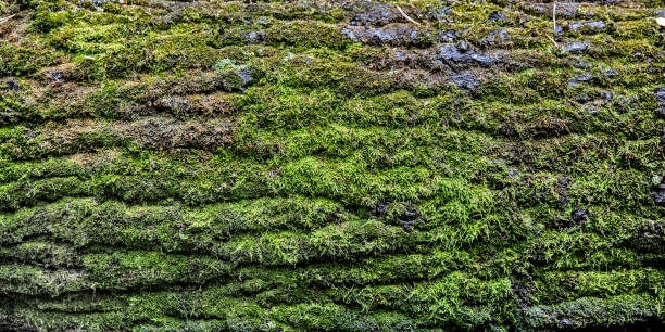 Bark of  tree Bark of a plane tree moss stock pictures, royalty-free photos & images