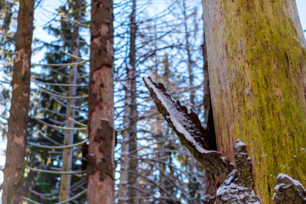 bark of wood broken off from the trunk - tadic stockfoto's en -beelden