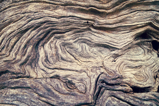 Macro of a bark of olive trees in black and white creates an abstract effect of texture