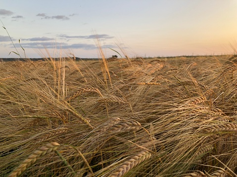 A barley field before harvesting in summer
