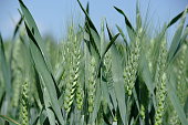 istock barley growing in a field 1333963648