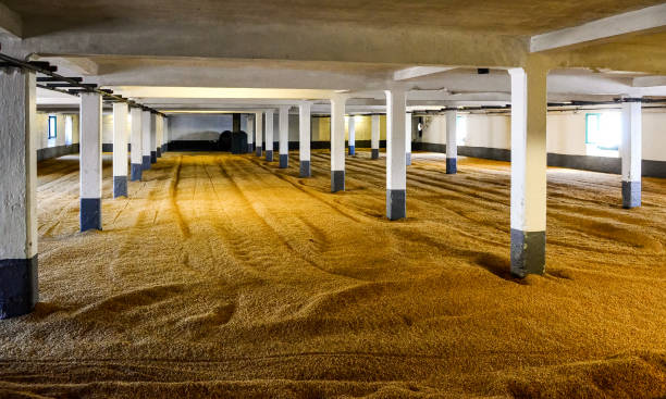 Barley malt on malting floor in distillery, Scotland stock photo