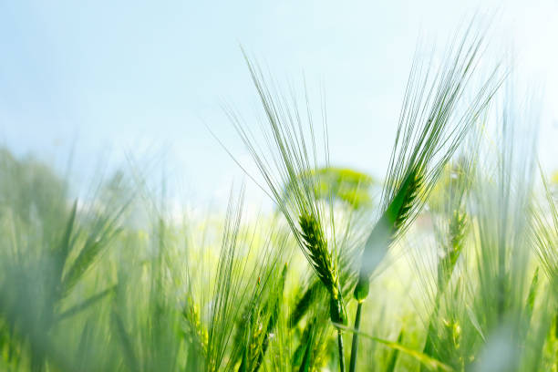 barley on a meadow - cereal field imagens e fotografias de stock