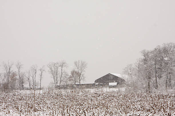 Barn in Snowy Field stock photo
