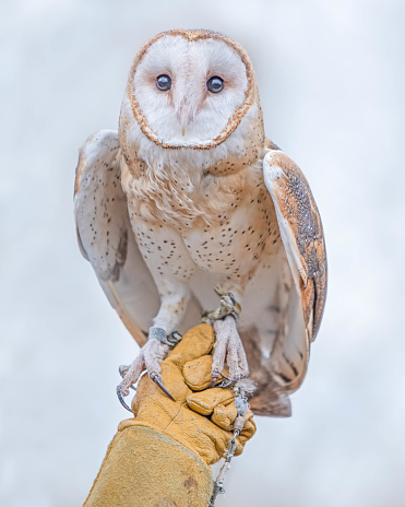 A trained Barn Owl perched on a falconer's glove