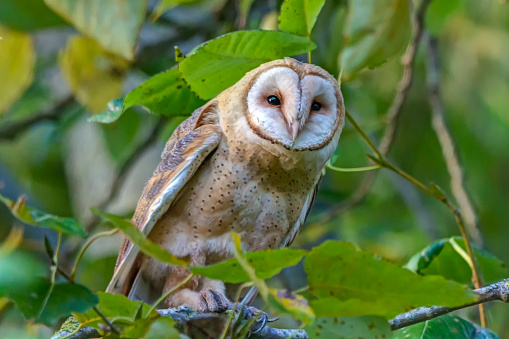 A male Barn Owl lands on a branch with fall colors in the background.