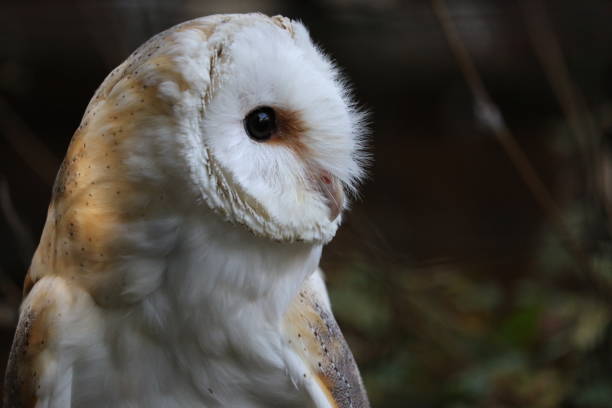 A barn Owl facing forward. stock photo