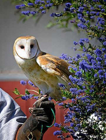 Barn Owl standing facing forward with blue ceanothus flowers in the frame.
