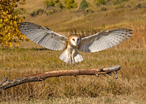 Barn Owl (Tyto alba) isolated on white.