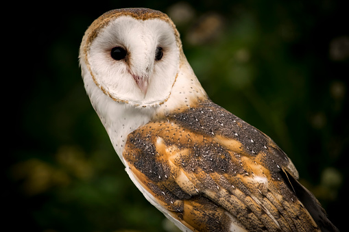 Beautiful barn owl looing off to the side...