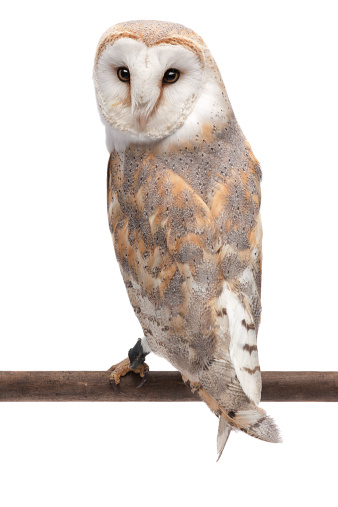 Barn owl looking backwards towards the camera,, isolated on white