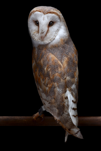 Barn owl looking backwards towards the camera,, isolated on black