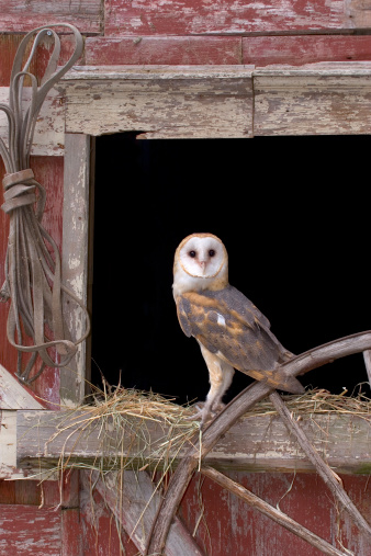 A Barn Owl perches on a fench post as it hunts in the fens.