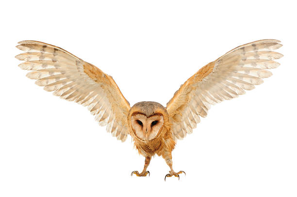 Barn Owl stock photo