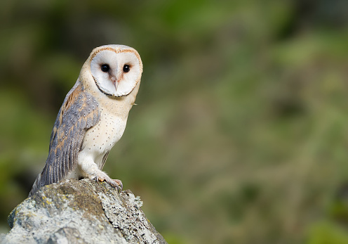 Barn owl sitting on the rock, looking at lens, clean green background, Czech Republic