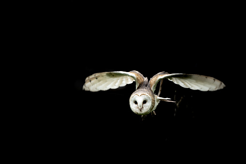 Barn Owl in flight against a black background