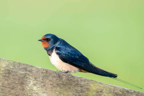 Barn Swallow is perching with a green background stock photo