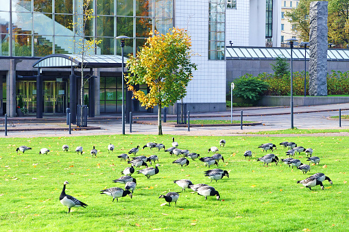 barnacle-geese-branta-leucopsis-near-office-center-in-stockholm-picture-id1297972479?b=1&k=20&m=1297972479&s=170667a&w=0&h=mtodNLUnEg_eW1VEdX_MxlCIQbRTWGiwt7OL0g5urc8=