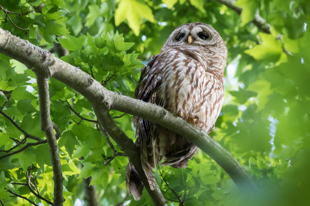 Barred Owl stock photo