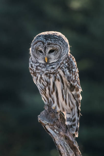 barred owl - burt forest imagens e fotografias de stock