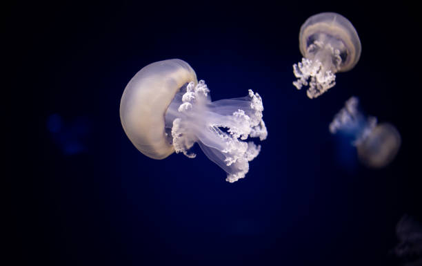 Barrel Jellyfishes, the dustbin-lid jellyfish or the frilly-mouthed jellyfish is a scyphomedusa in the family Rhizostomatidae stock photo
