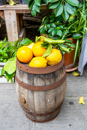 An old small barrel with lemons and their leaves on a wooden floor. In the background are various plants.