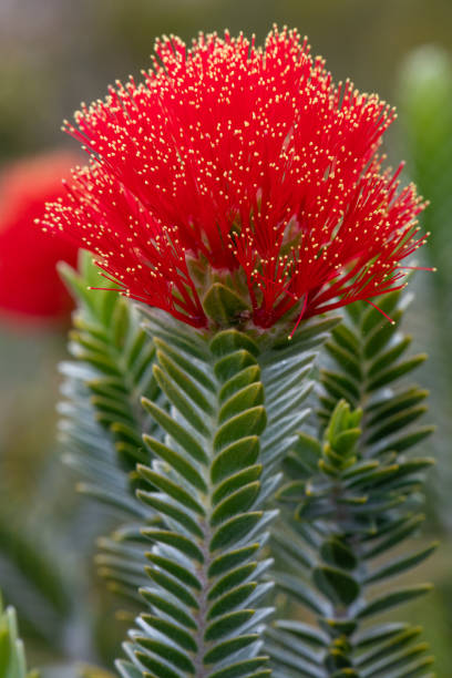 Barrens regelia “Regelia velutina” in Fitzgerald River National Park, Western Australia stock photo