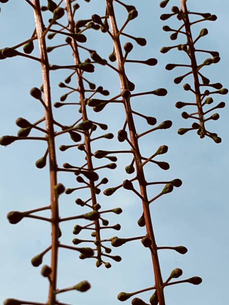 バリントンニア ラセモサ ツリー バッド - barringtonia racemosa ストックフォトと画像