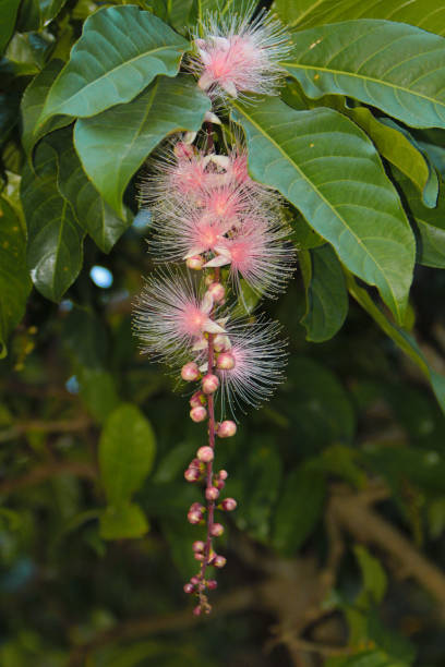 サガリバナ racemosa sagaribana 花 - barringtonia racemosa ストックフォトと画像
