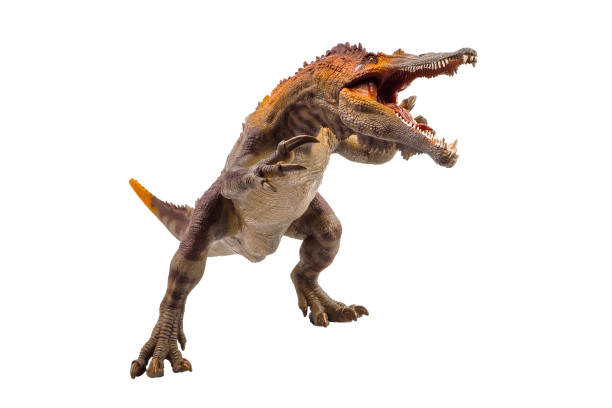 Baryonyx  ,dinosaur on white background Clipping path stock photo