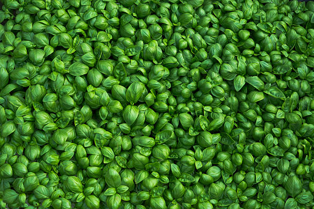 Basil background Basil background basil stock pictures, royalty-free photos & images