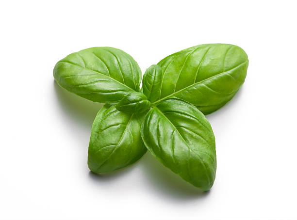 Basil butterfly Butterfly of basil on a white background - still life - food basil stock pictures, royalty-free photos & images
