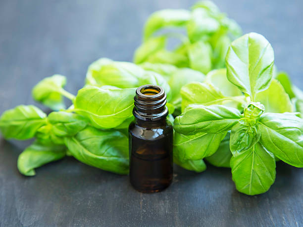 Basil Essential Oil in a Bottle with Basil Herb Leaves stock photo